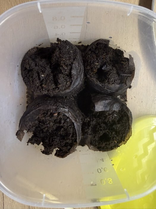 Фотография покупателя товара Таблетки торфяные, для рассады, d=4.2 см, с оболочкой, набор 50 шт. - Фото 27