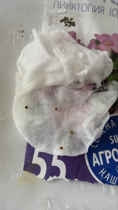 Фотография покупателя товара Семена цветов Бакопа "Пинктопия", 5 шт - Фото 4