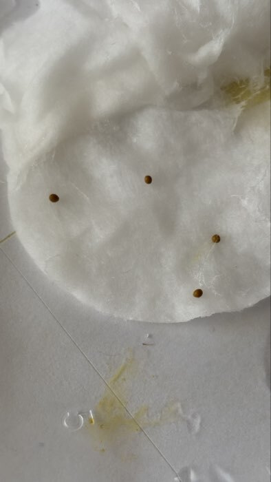 Фотография покупателя товара Семена цветов Бакопа "Пинктопия", 5 шт - Фото 6