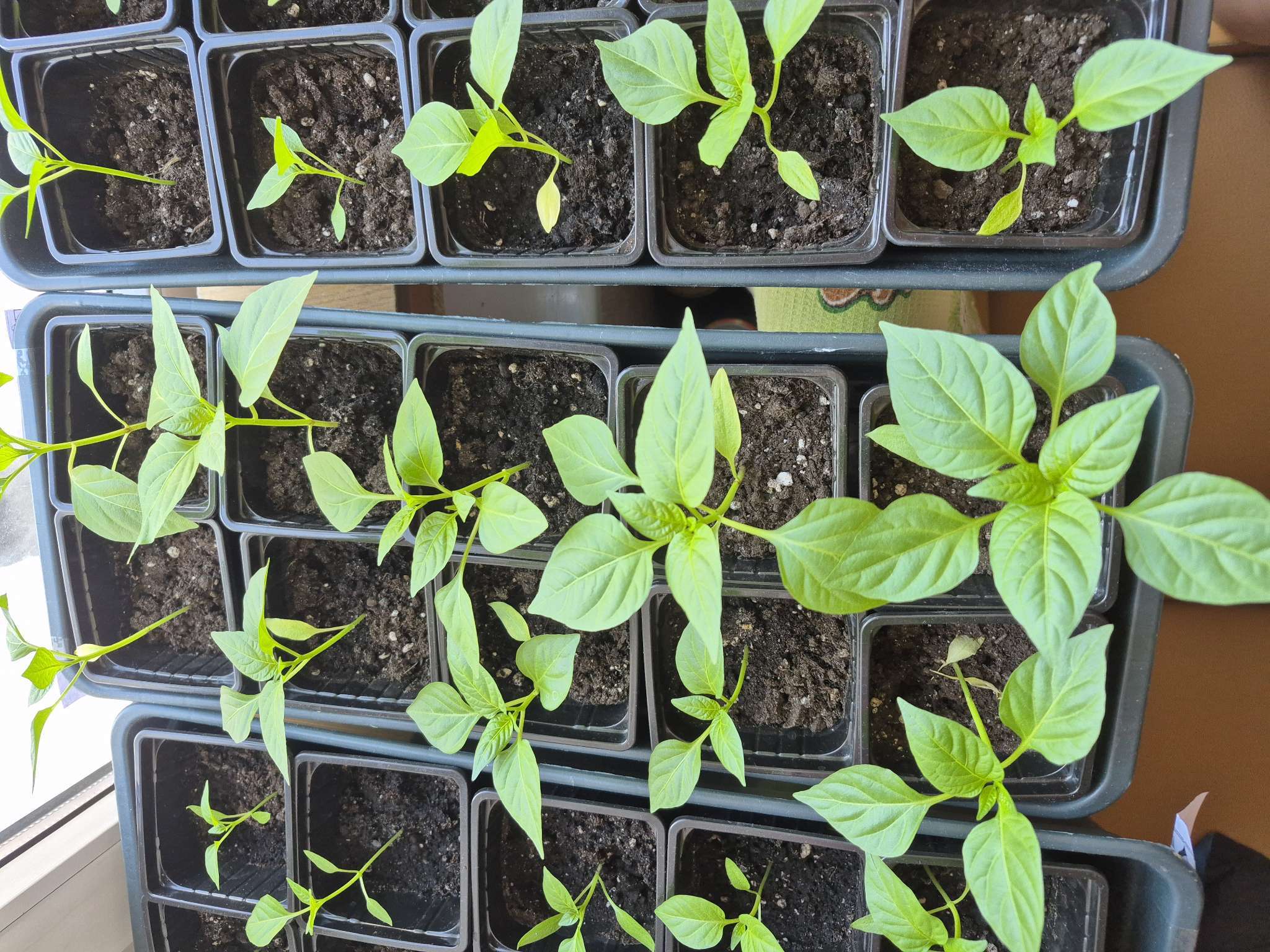 Фотография покупателя товара Ящик для рассады, 50×20×10 см, 6 л, пластик, цвет МИКС, «Урожай-3 м» - Фото 2