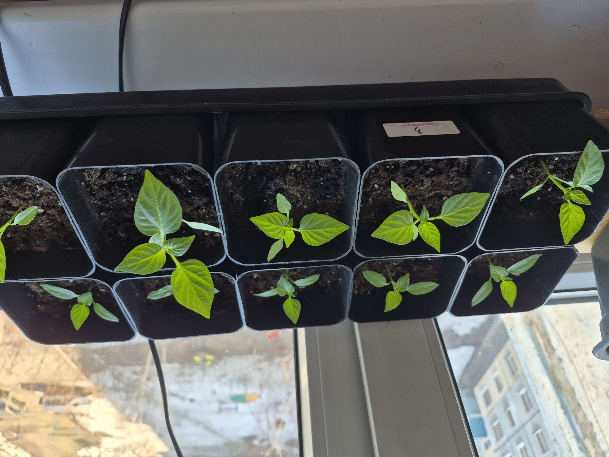 Фотография покупателя товара Набор для рассады: стаканы по 500 мл (10 шт.), поддон 40×19.5 см, МИКС, Greengo - Фото 2