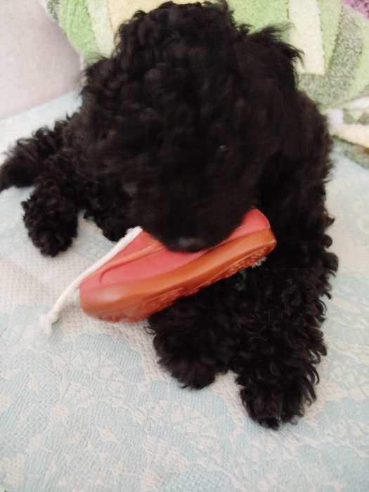 Фотография покупателя товара Игрушка с канатом «Мокасины», 13 см, тёмно-коричневая - Фото 1