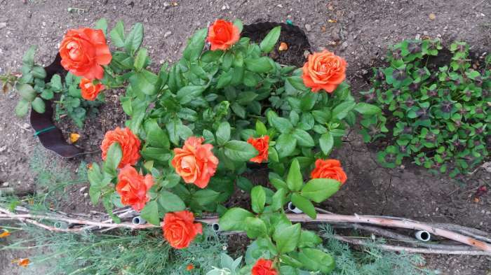 Фотография покупателя товара Саженец розы Эльдорадо, Весна 2023, 1 шт. - Фото 1