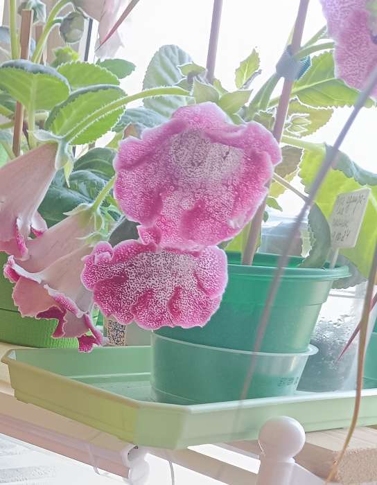 Фотография покупателя товара Горшок для рассады, 500 мл, d=11 см, h=8.5 см, мягкий пластик, зелёный, набор 10 шт., Greengo - Фото 1