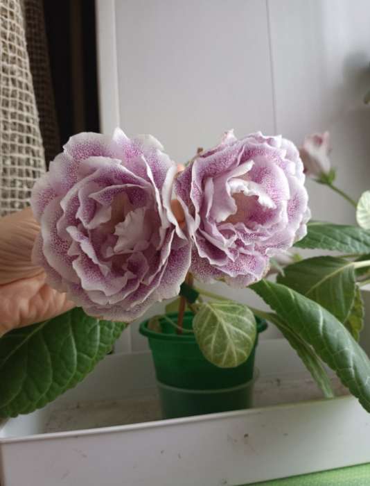 Фотография покупателя товара Горшок для рассады, 500 мл, d=11 см, h=8.5 см, мягкий пластик, зелёный, набор 10 шт., Greengo - Фото 2