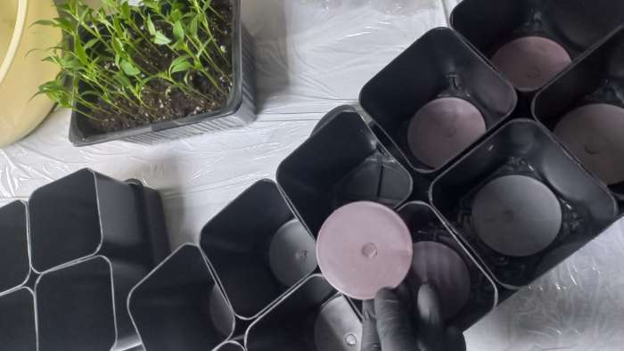 Фотография покупателя товара Набор для рассады: стаканы по 500 мл (10 шт.), поддон 40×19.5 см, МИКС, Greengo - Фото 1