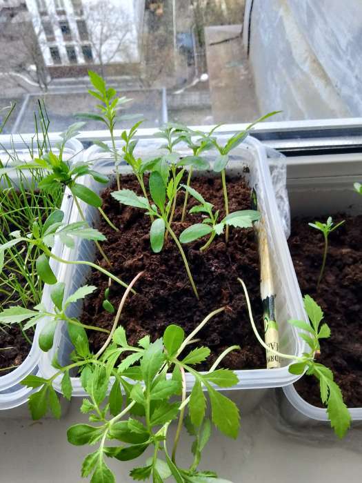 Фотография покупателя товара Семена цветов Тагетес, бархатцы прямые «Килиманджаро», F1, 0.05 г, «Гавриш» - Фото 1