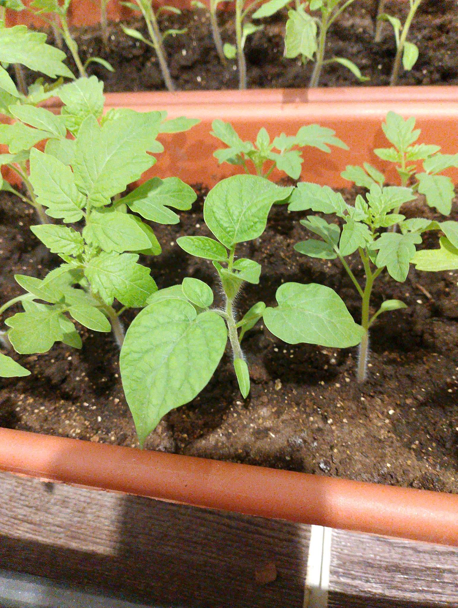 Фотография покупателя товара Семена Томат «Вишнёвая гроздь», смесь, индетерминантный, высокорослый, 0.1 г, 20 шт., «Аэлита» - Фото 22