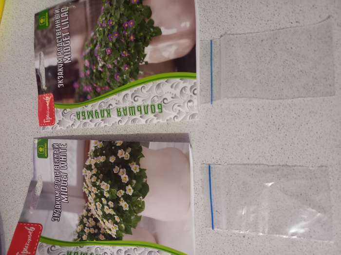 Фотография покупателя товара Семена Экзакум родственный Midget White, 10 шт., «Григорьев» - Фото 1