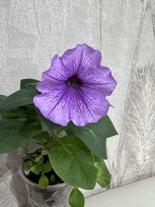 Фотография покупателя товара Семена Цветов  Петуния "Мираж Лавандер", 10шт - Фото 1