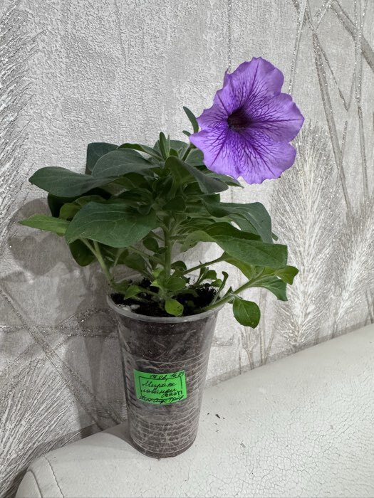 Фотография покупателя товара Семена Цветов  Петуния "Мираж Лавандер", 10шт - Фото 2