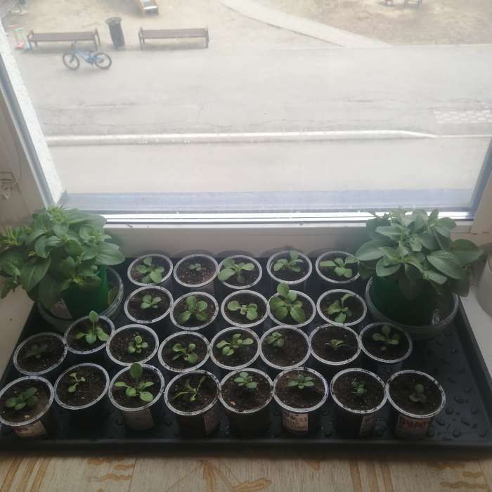 Фотография покупателя товара Семена цветов Петуния «Мамбо», F1, белая многоцветковая, 7 шт., однолетник, «Аэлита» - Фото 1