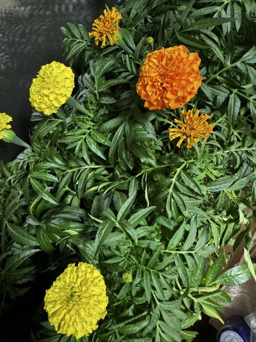 Фотография покупателя товара Семена Цветов Бархатцы «Тайшань желтый», 5 шт. - Фото 1