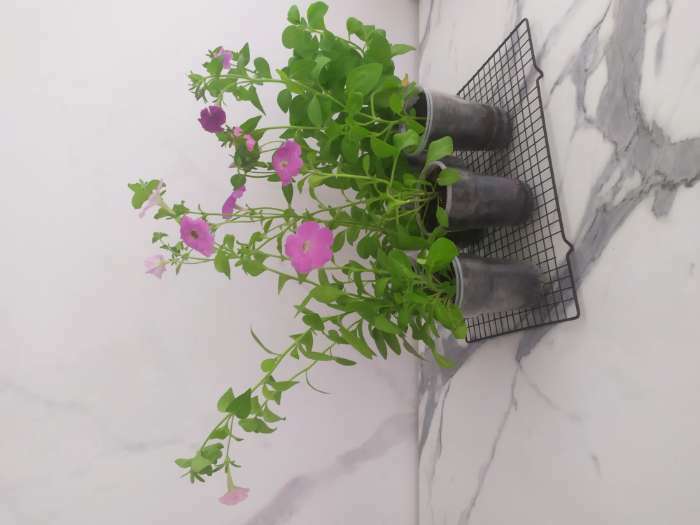 Фотография покупателя товара Семена цветов Петуния "Гибридная смесь", О, 0,05 г