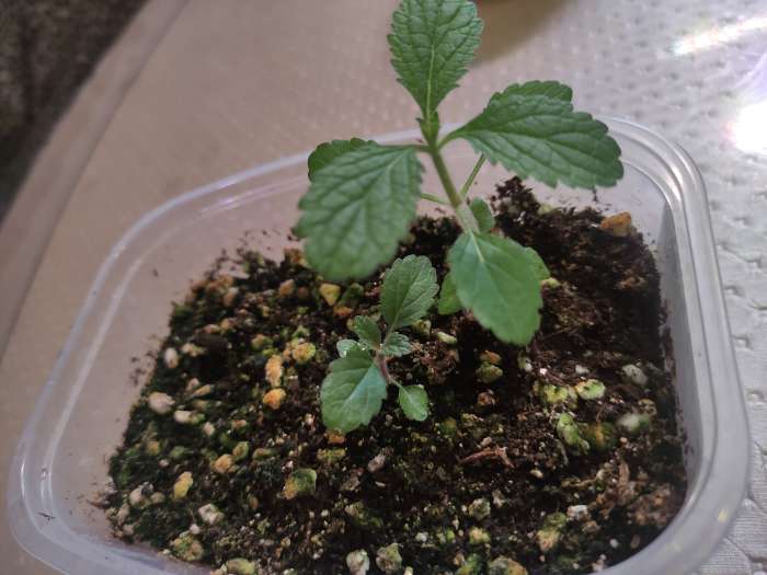 Фотография покупателя товара Семена Цветов Семена цветов Вербена бонарская «Тщеславная Барышня», однолетник, 5 шт. - Фото 3