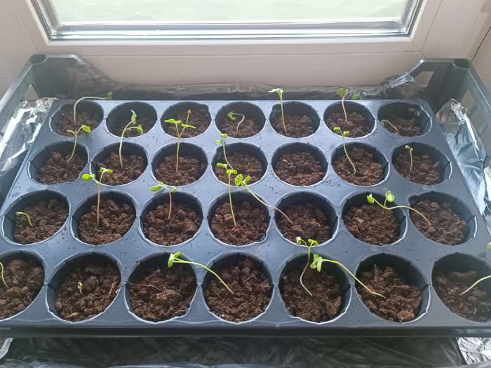 Фотография покупателя товара Семена Редис "18 дней" ультраскороспелый, 2 г - Фото 1