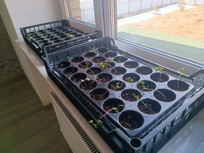 Фотография покупателя товара Семена Редис "18 дней" ультраскороспелый, 2 г - Фото 2