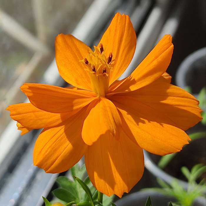 Фотография покупателя товара Семена цветов Космея «Мандарина», 10 шт., «Дом семян» - Фото 1