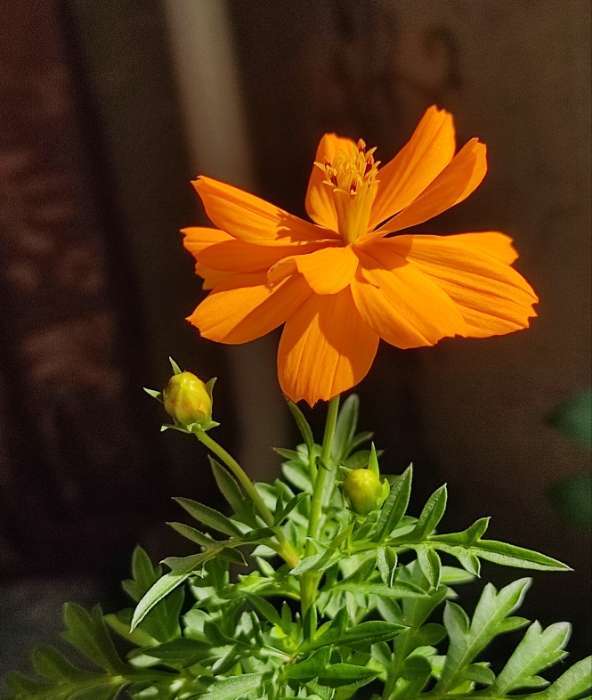 Фотография покупателя товара Семена цветов Космея «Мандарина», 10 шт., «Дом семян» - Фото 2