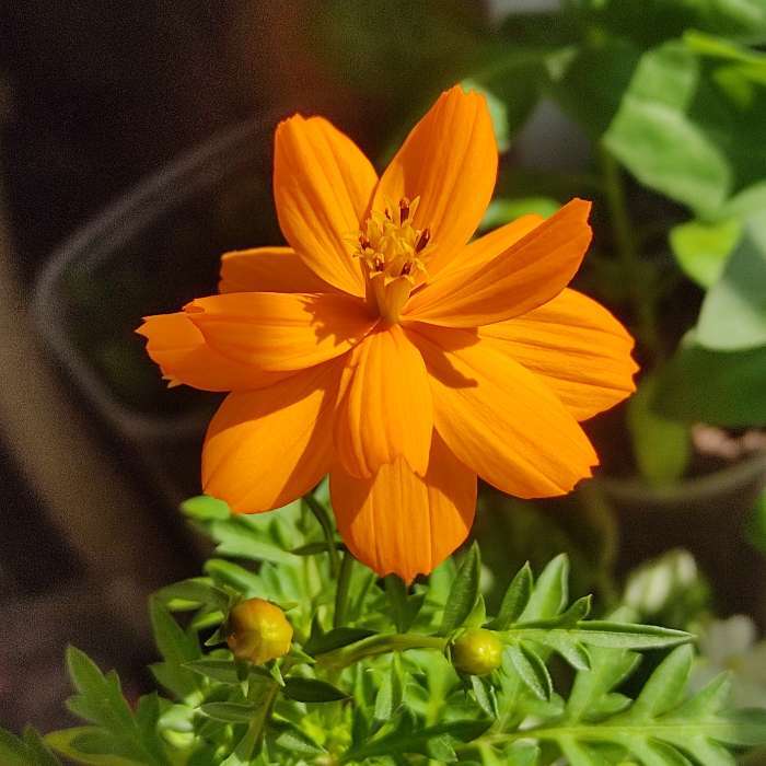 Фотография покупателя товара Семена цветов Космея «Мандарина», 10 шт., «Дом семян» - Фото 3