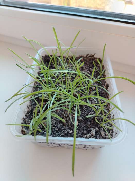 Фотография покупателя товара Семена цветов Краспедия шаровидная «Билли Баттон», многолетник, сухоцвет, 0.05 г, «Евросемена» - Фото 1