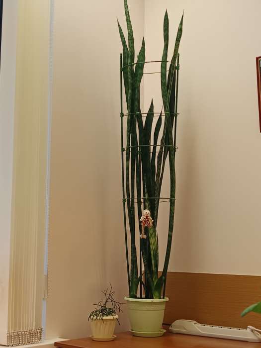 Фотография покупателя товара Кустодержатель, 4 кольца, d=26.5 см, h=120 см, металл, зелёный, Greengo - Фото 1