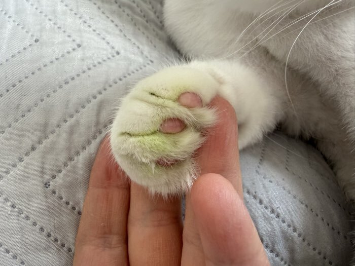 Фотография покупателя товара Наполнитель комкующийся Cats&pets тофу, персик, 6 л - Фото 2