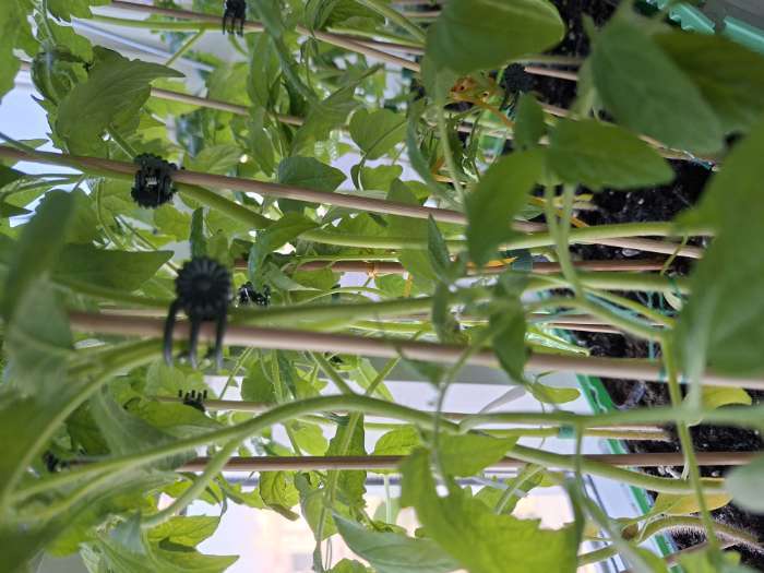 Фотография покупателя товара Клипса для растений «Стрекоза», набор 10 шт., МИКС, Greengo - Фото 2