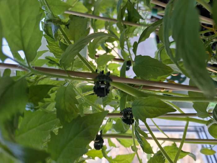 Фотография покупателя товара Клипса для растений «Стрекоза», набор 10 шт., МИКС, Greengo - Фото 3