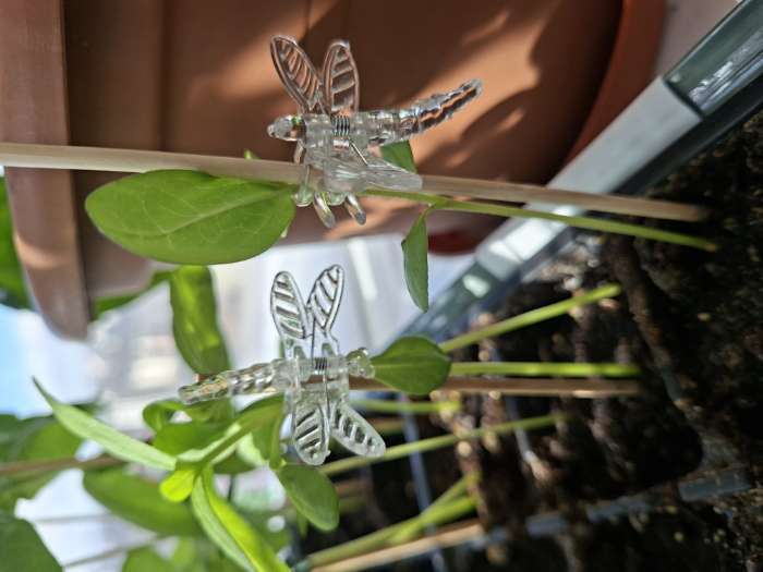 Фотография покупателя товара Клипса для растений «Стрекоза», набор 10 шт., МИКС, Greengo - Фото 4