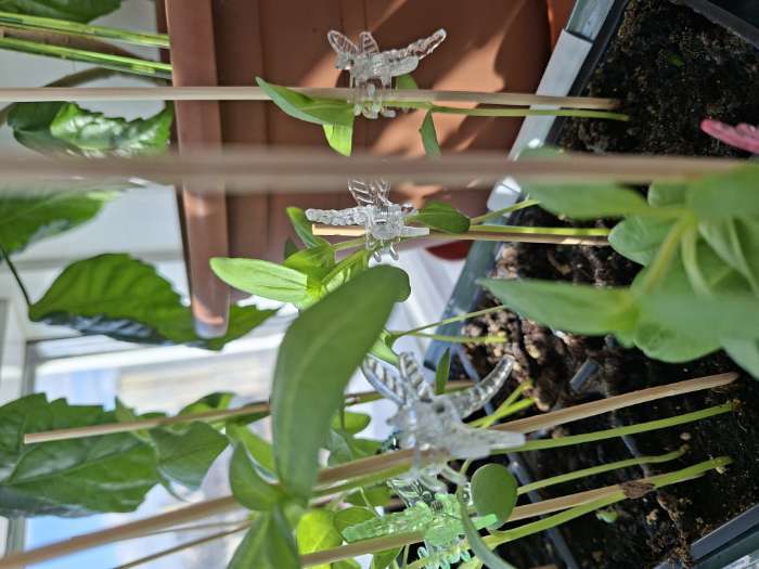 Фотография покупателя товара Клипса для растений «Стрекоза», набор 10 шт., МИКС, Greengo - Фото 1