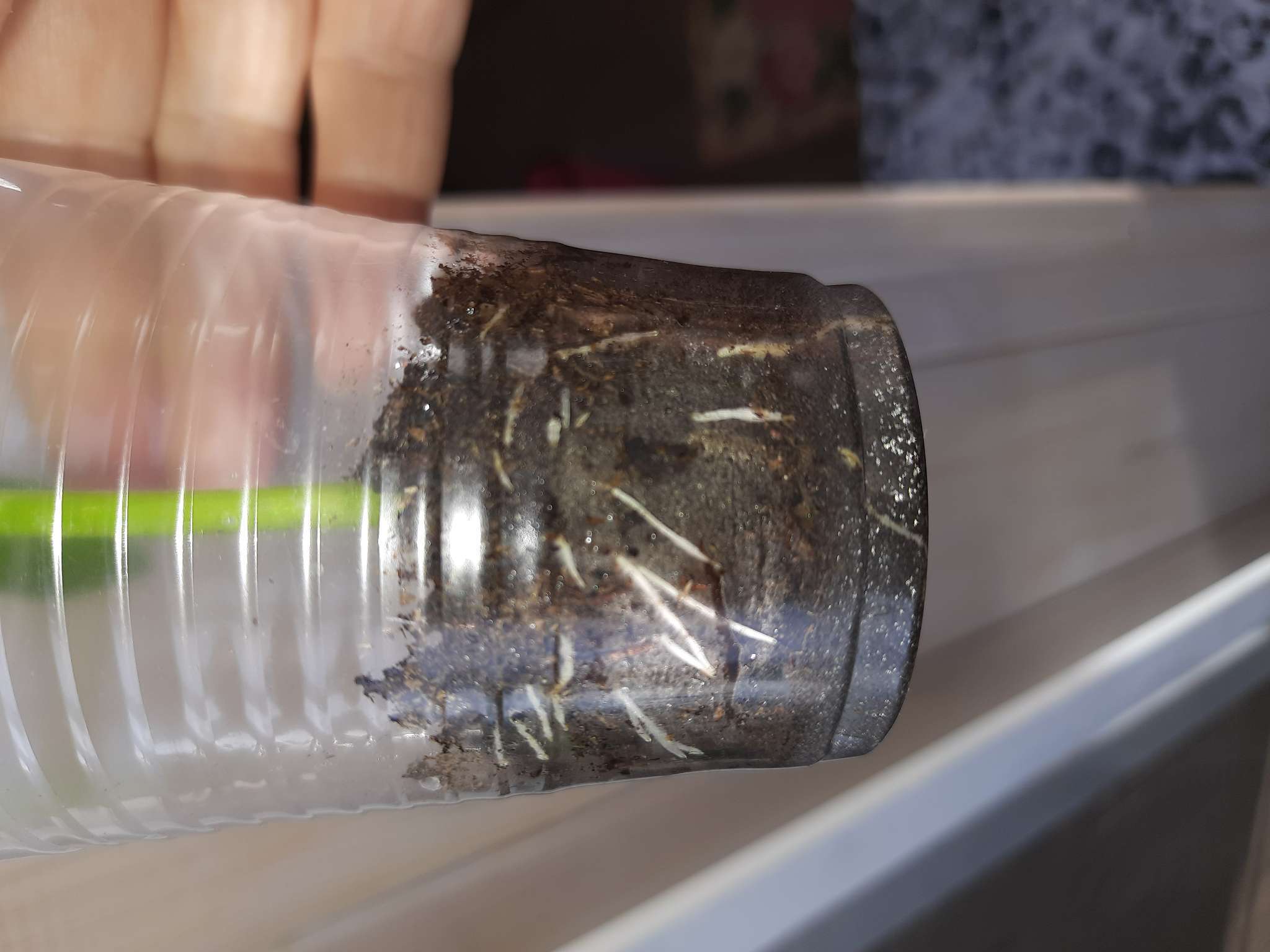 Фотография покупателя товара Таблетки торфяные, для рассады, d=4.2 см, с оболочкой, набор 50 шт. - Фото 1