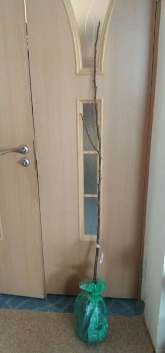 Фотография покупателя товара Груша Велеса 1, Весна 2026, - Фото 1