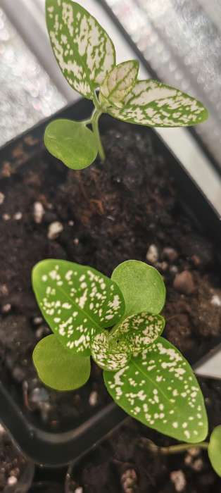 Фотография покупателя товара Семена цветов Гипоэстес Сплэш Селект Белый (Splash Select White)(PanAmerican Seed) 4шт.  12.29 г. 10 - Фото 1