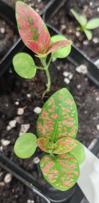 Фотография покупателя товара Семена цветов Гипоэстес Сплэш Селект Красный (Splash Select Red) (PanAmerican Seed) 4 шт.  12.29 г. - Фото 1