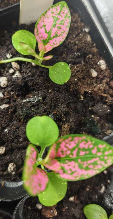 Фотография покупателя товара Семена цветов Гипоэстес Сплэш Селект Роза (Splash Select Rose) (PanAmerican Seed) 4шт.  12.29 г. 109 - Фото 1