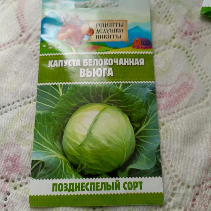 Фотография покупателя товара Семена Капуста белокочанной «Вьюга», 0.3 г, позднеспелая, «Рецепты дедушки Никиты» - Фото 1