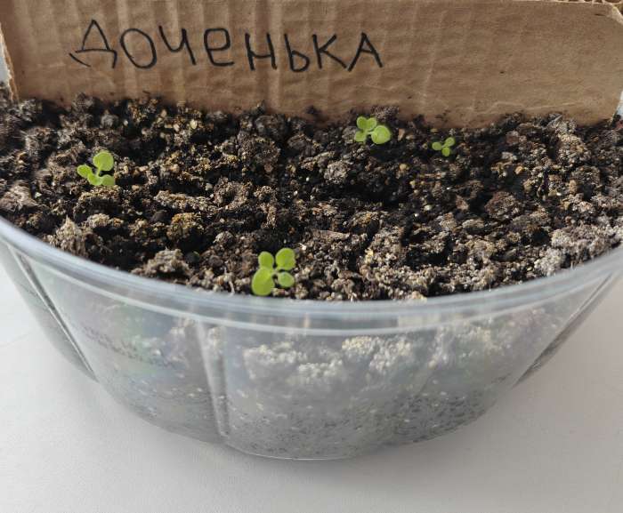 Фотография покупателя товара Семена цветов Петуния "Доченька", Евро, 10 шт - Фото 2