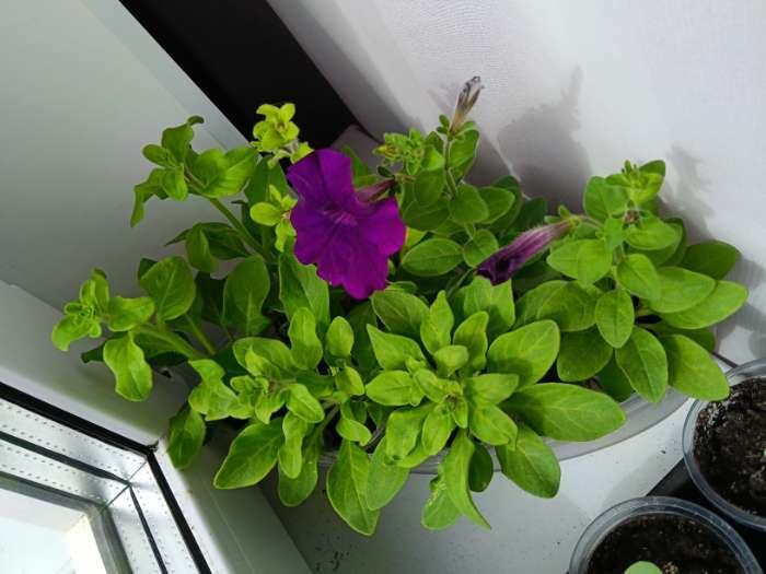 Фотография покупателя товара Семена Цветов Петуния "Джоконда", F1, синяя, драже в пробирке, 5 шт - Фото 1