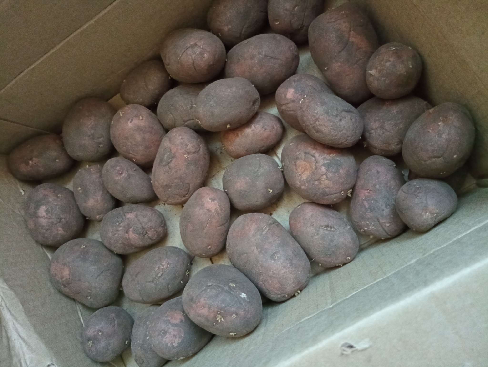 Фотография покупателя товара Семенной Картофель «Родрига», 2 репродукция 2.5 кг - Фото 3