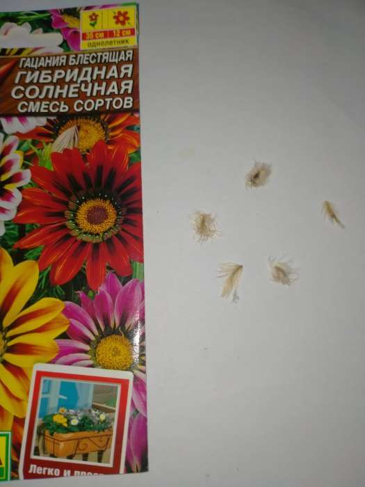 Фотография покупателя товара Семена цветов Гацания блестящая «Гибридная Солнечная», смесь сортов, 5 шт., однолетник, «Аэлита» - Фото 3