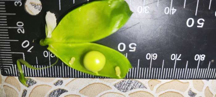 Фотография покупателя товара Семена Горох овощной сахарный «Оконный малыш», 10 шт., «Аэлита» - Фото 2