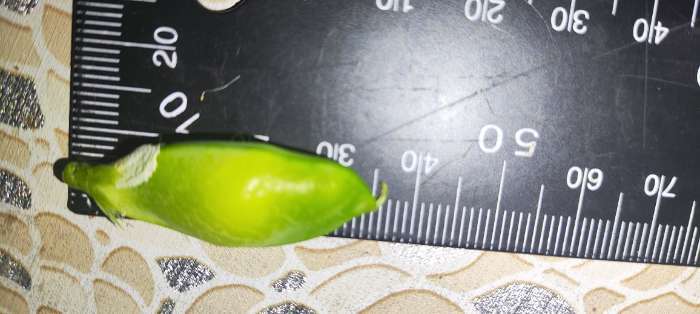 Фотография покупателя товара Семена Горох овощной сахарный «Оконный малыш», 10 шт., «Аэлита» - Фото 1