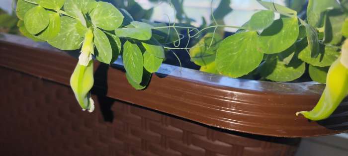 Фотография покупателя товара Семена Горох овощной сахарный «Оконный малыш», 10 шт., «Аэлита» - Фото 5