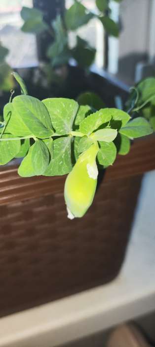 Фотография покупателя товара Семена Горох овощной сахарный «Оконный малыш», 10 шт., «Аэлита» - Фото 4