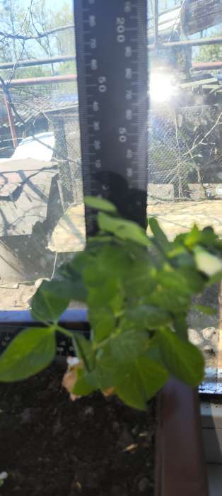 Фотография покупателя товара Семена Горох овощной сахарный «Оконный малыш», 10 шт., «Аэлита» - Фото 3