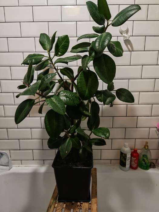 Фотография покупателя товара Поддон для рассады, 21×21×1.7 см, пластик, чёрный - Фото 1