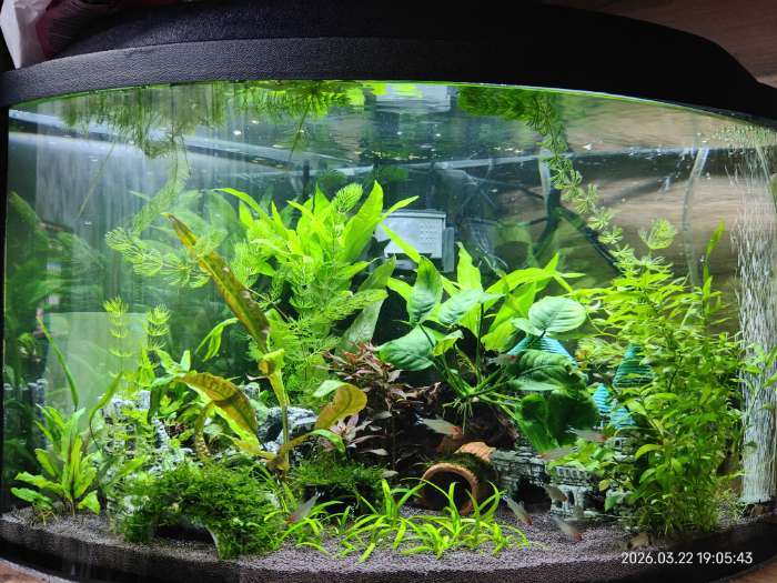 Фотография покупателя товара Аквариум «Сектор» угловой с крышкой, 40 л, 40×40×36/41.5 см, чёрный - Фото 1