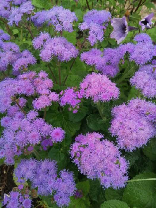 Фотография покупателя товара Семена цветов Агератум «Голубой шар» Дом семян, однолетник, 200 шт., «Дом семян» - Фото 1