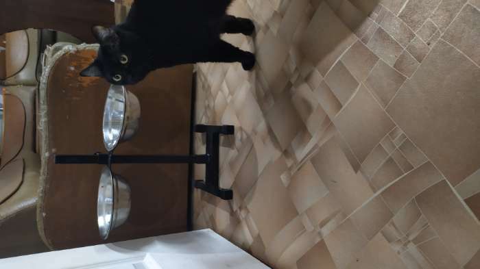 Фотография покупателя товара Подставка с мисками, 2 х 700 мл, высота 40 см, разборная, чёрная
